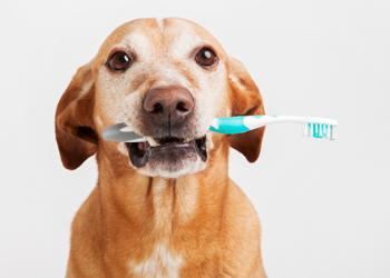 Dog with Toothbrush